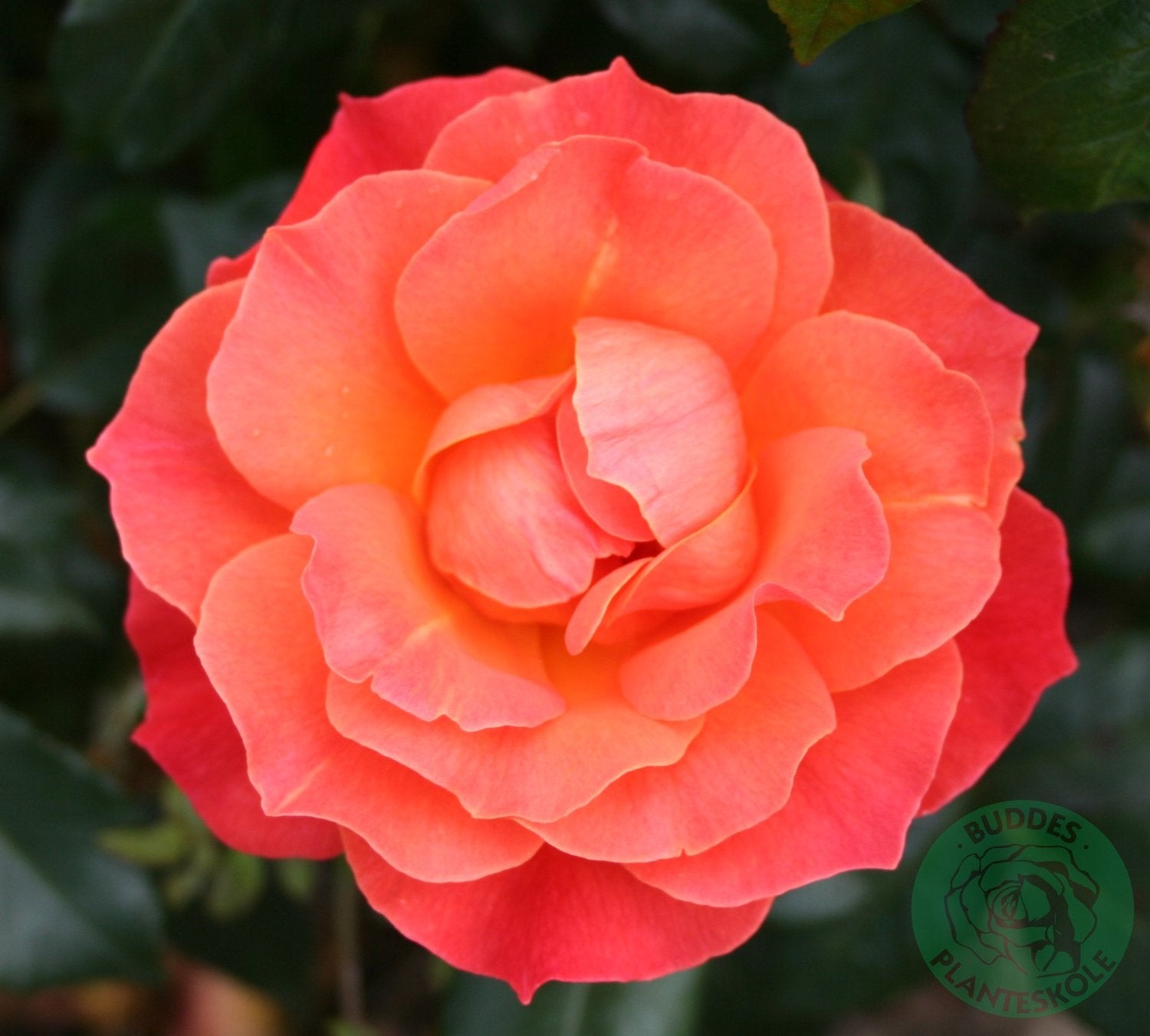 Rosa Fellowship