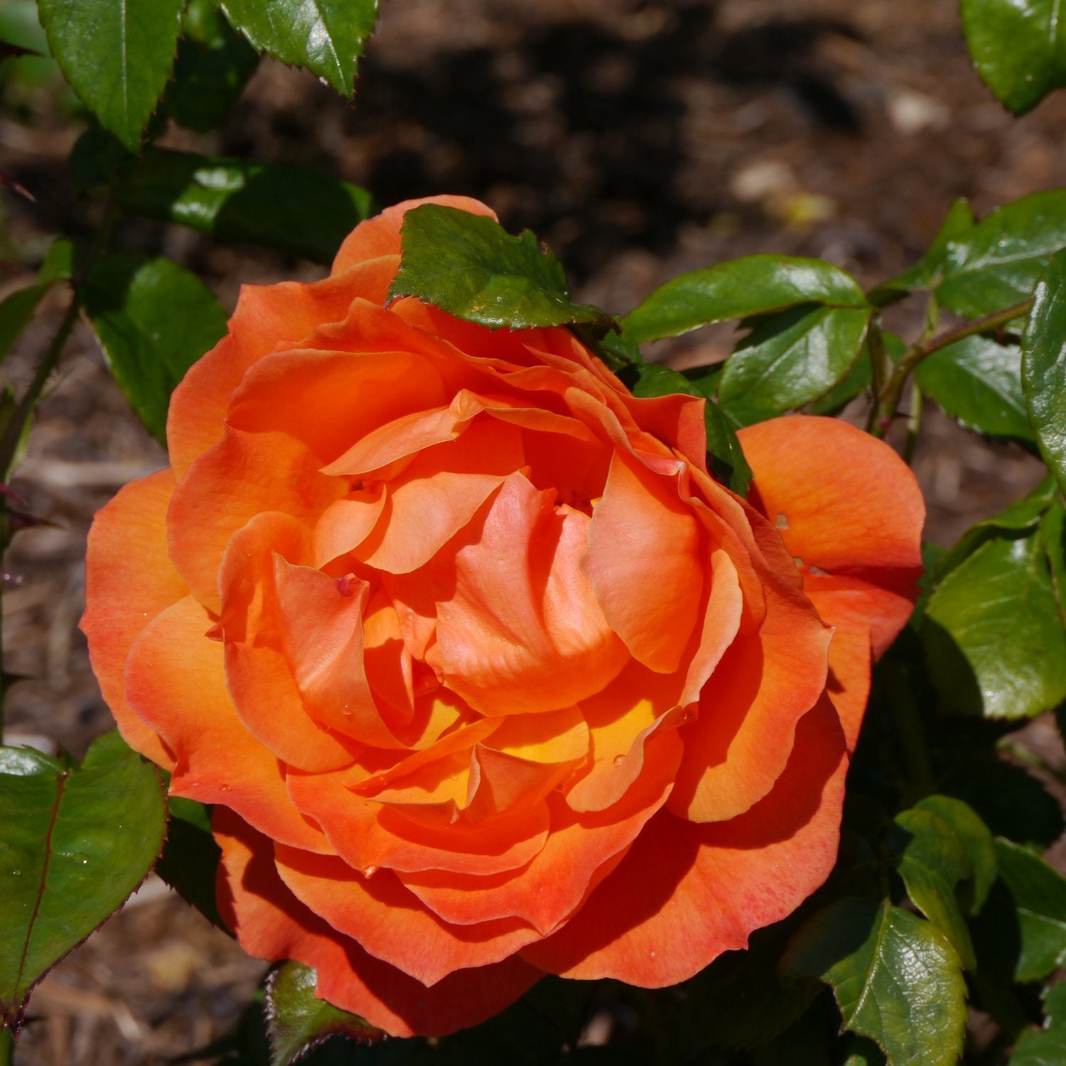 Rosa Fellowship