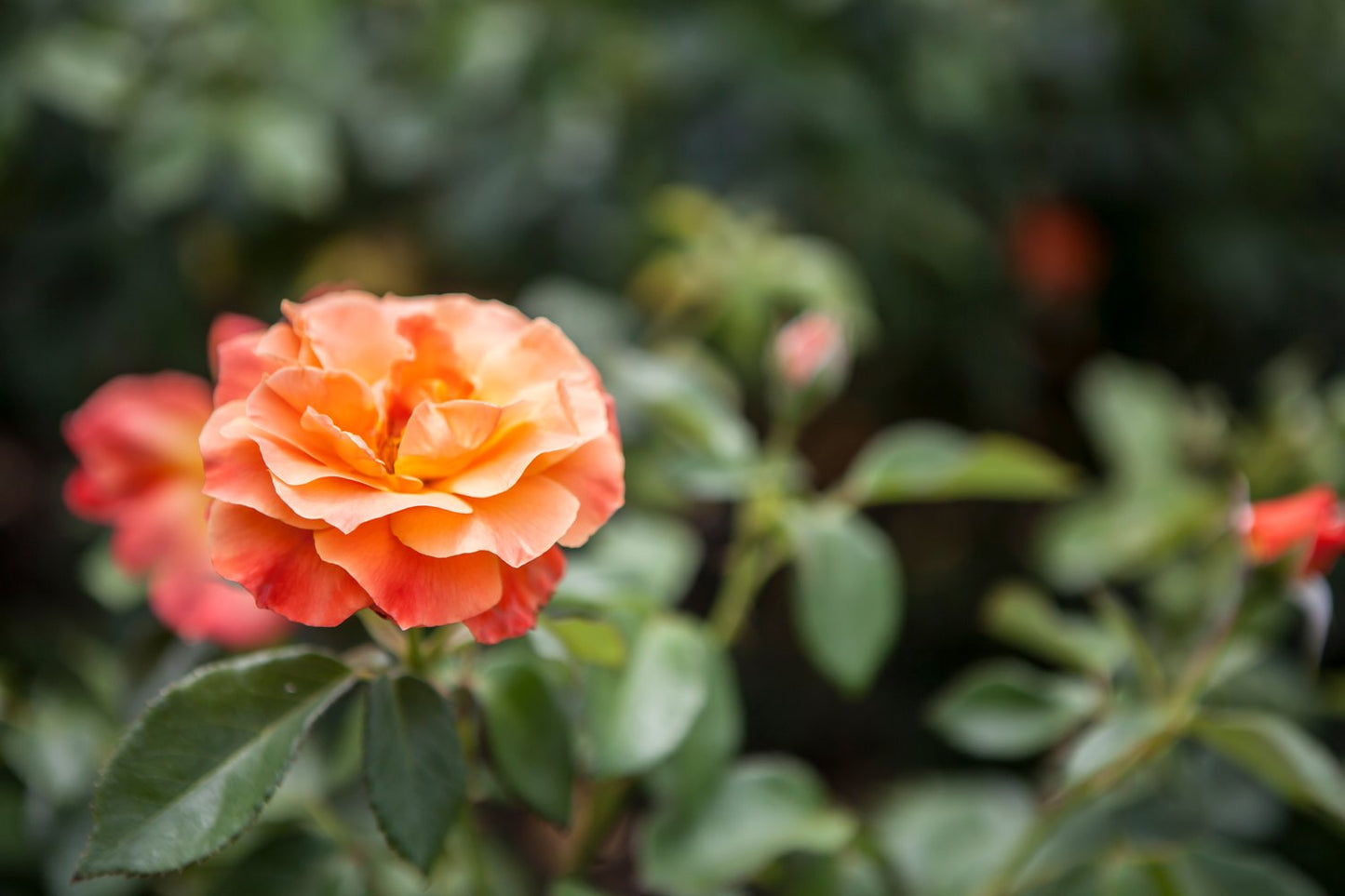 Rosa Fellowship