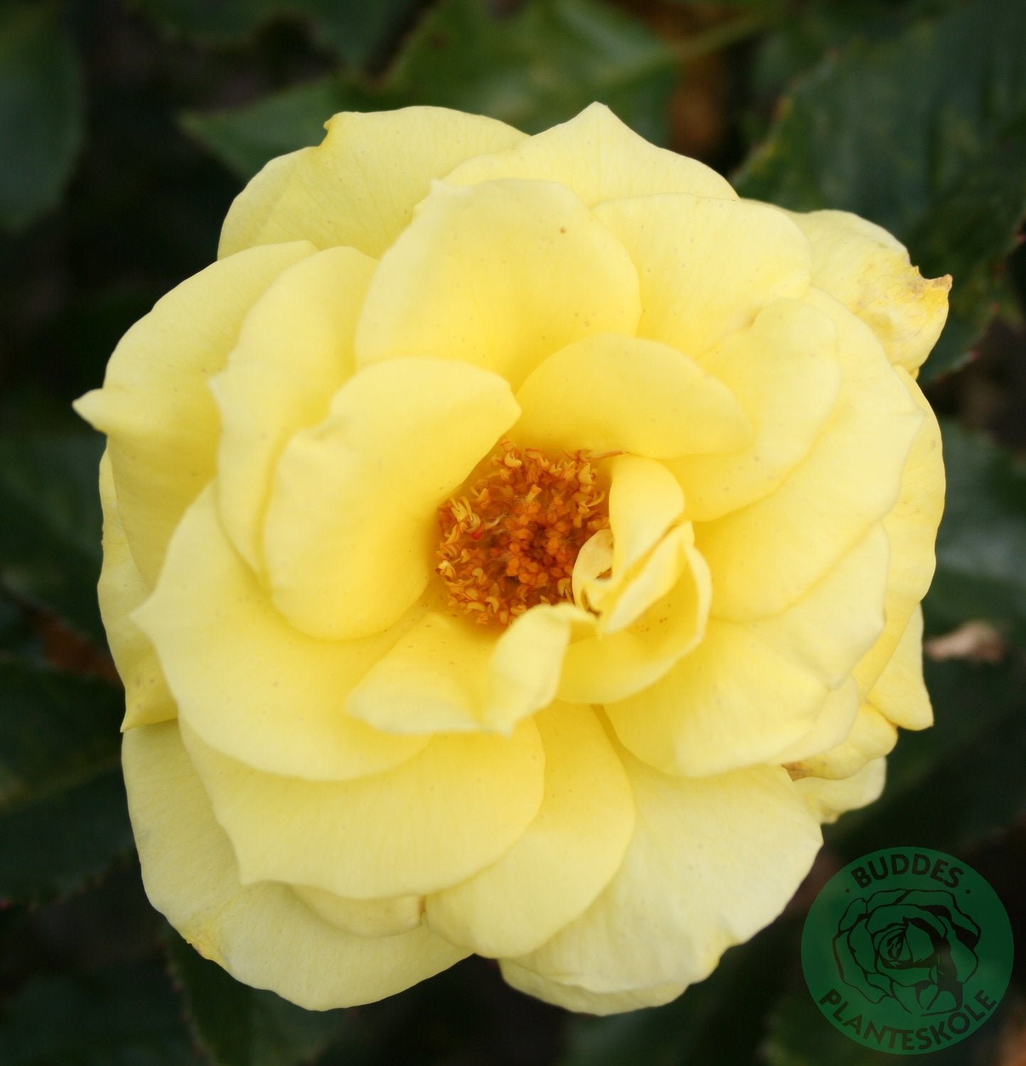 Rosa FRIESIA®