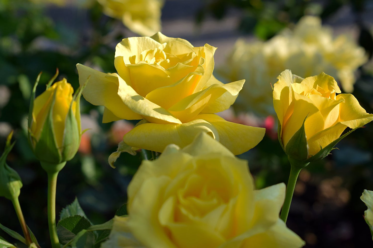 Rosa FRIESIA®