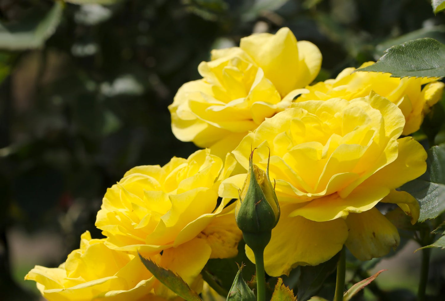 Rosa FRIESIA®