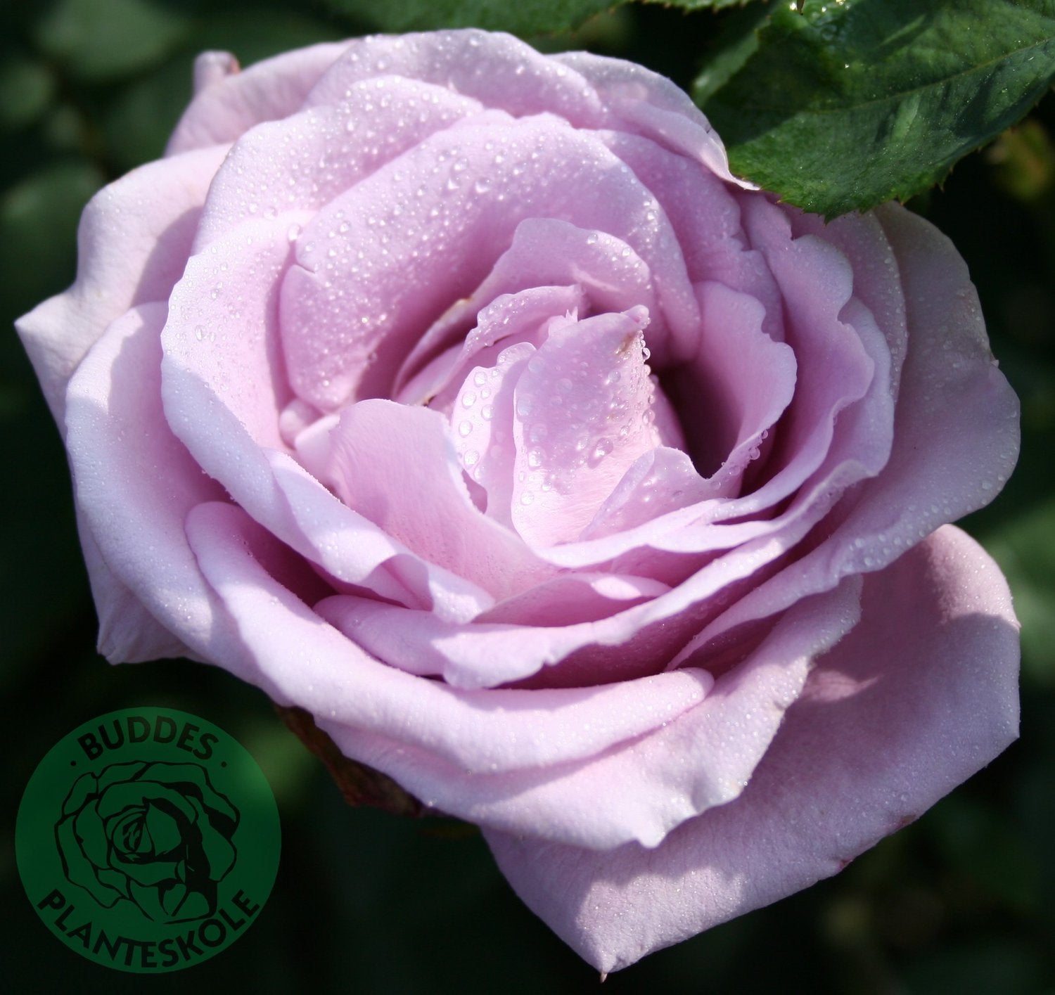 Rosa Gigi