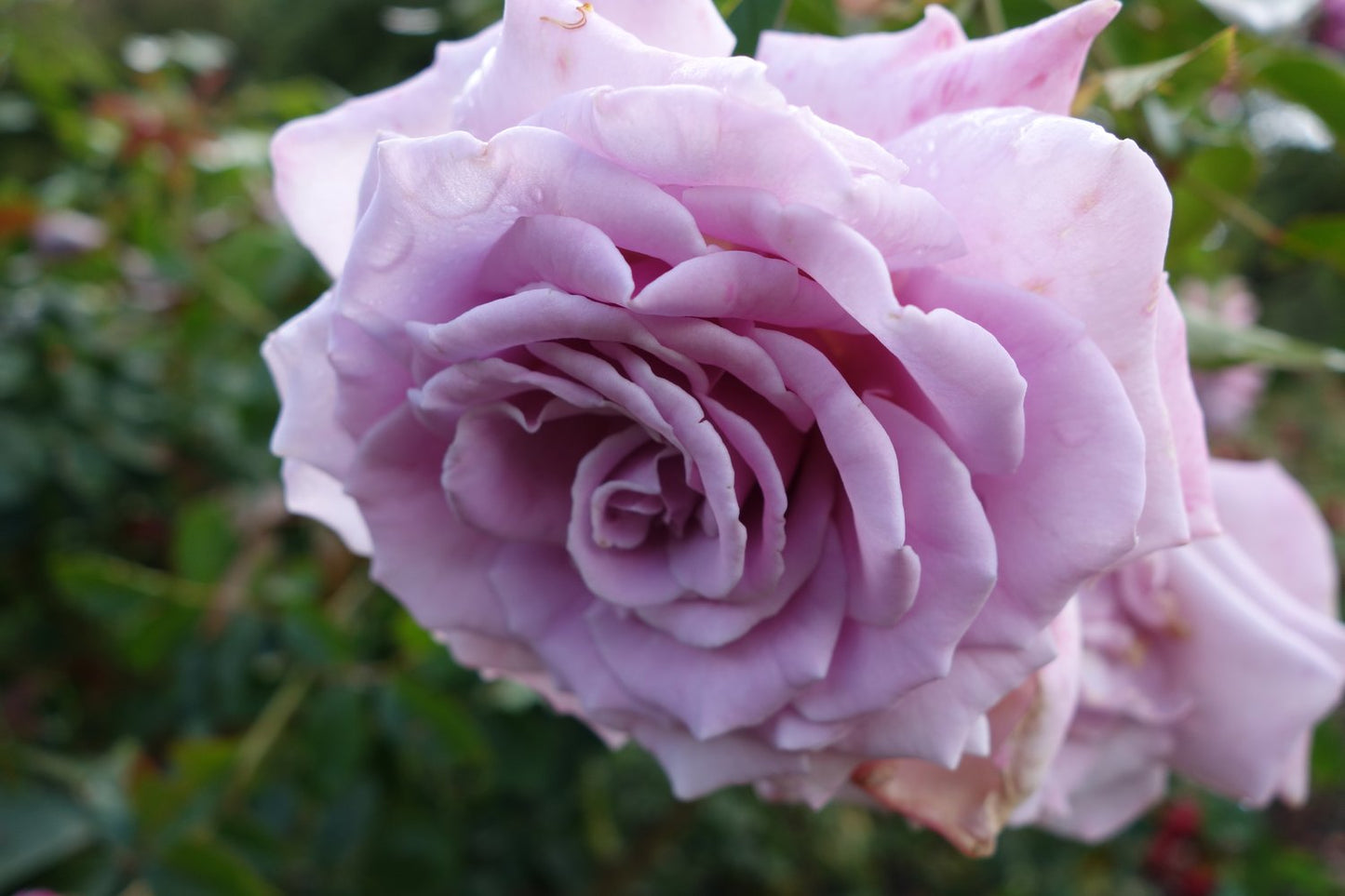 Rosa Gigi