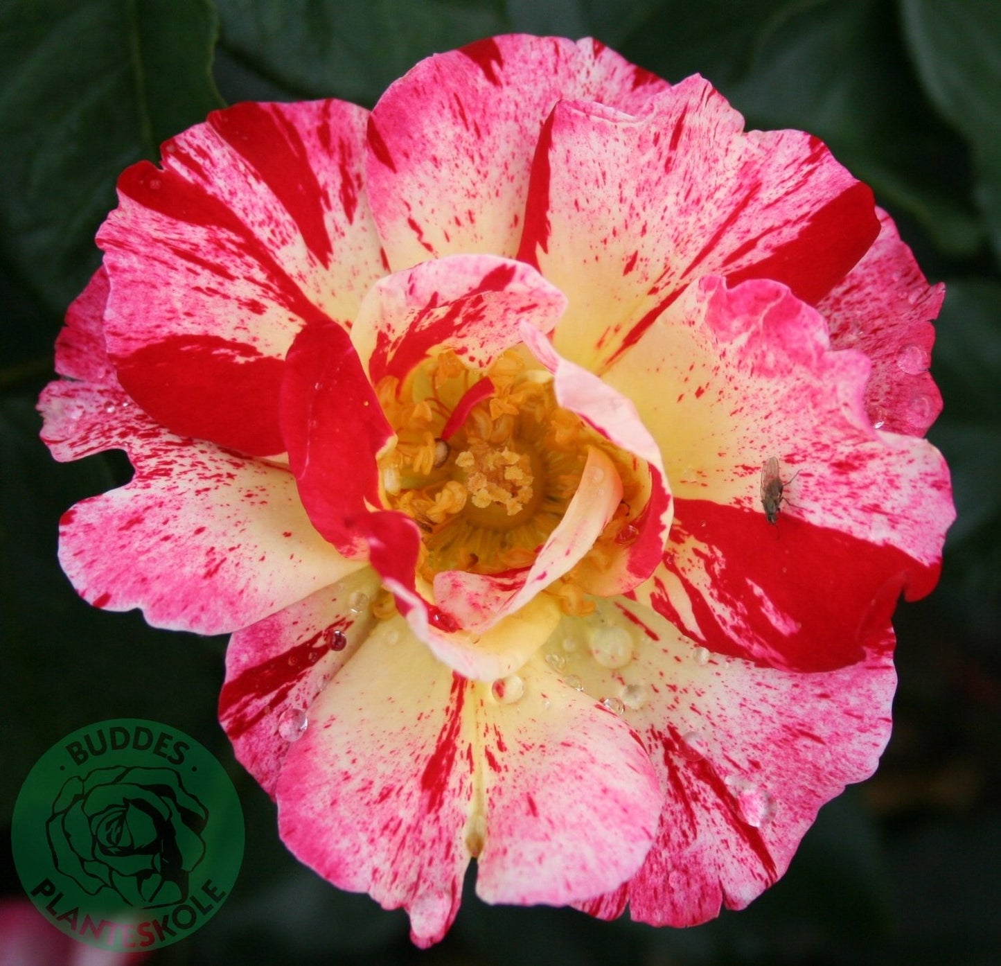 Rosa Hanky Panky