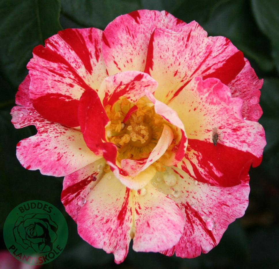 Rosa Hanky Panky