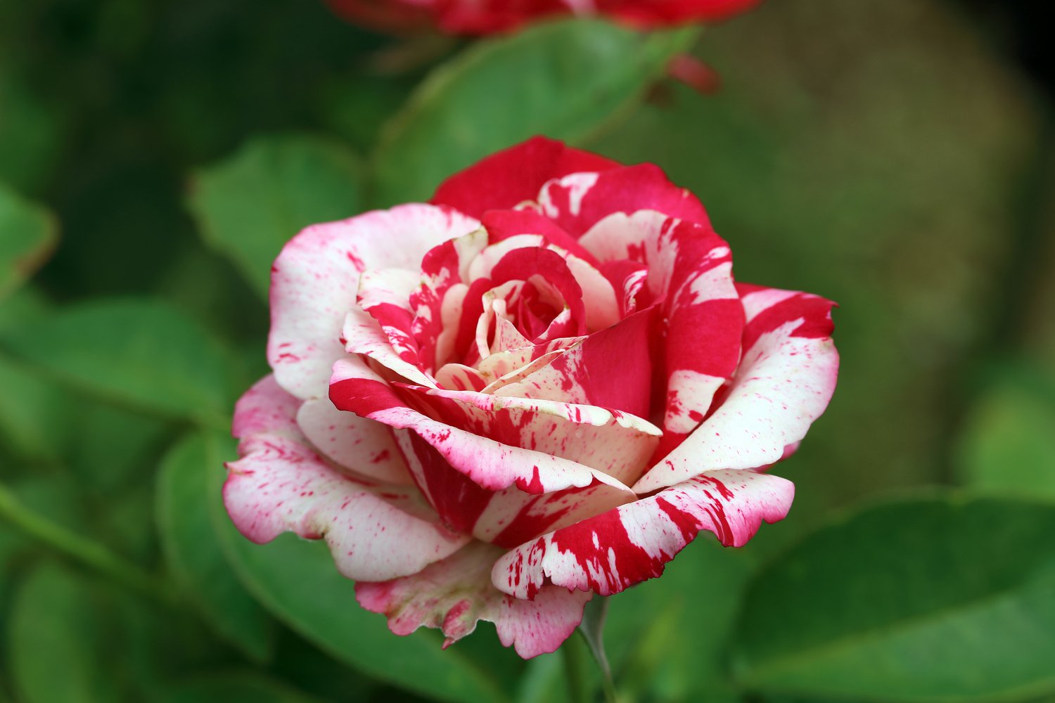 Rosa Hanky Panky