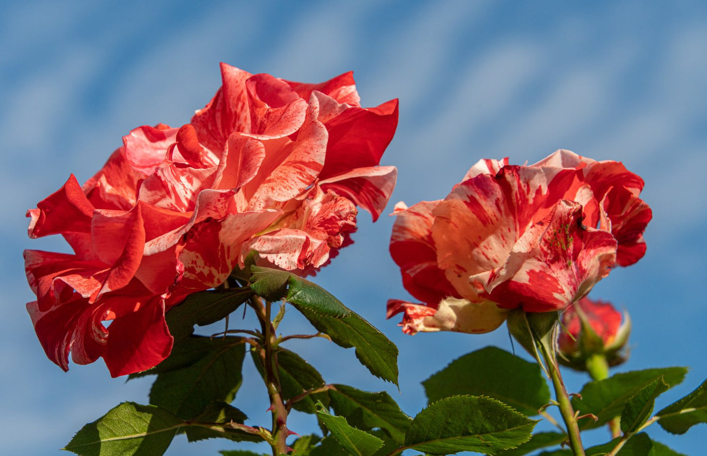 Rosa Hanky Panky