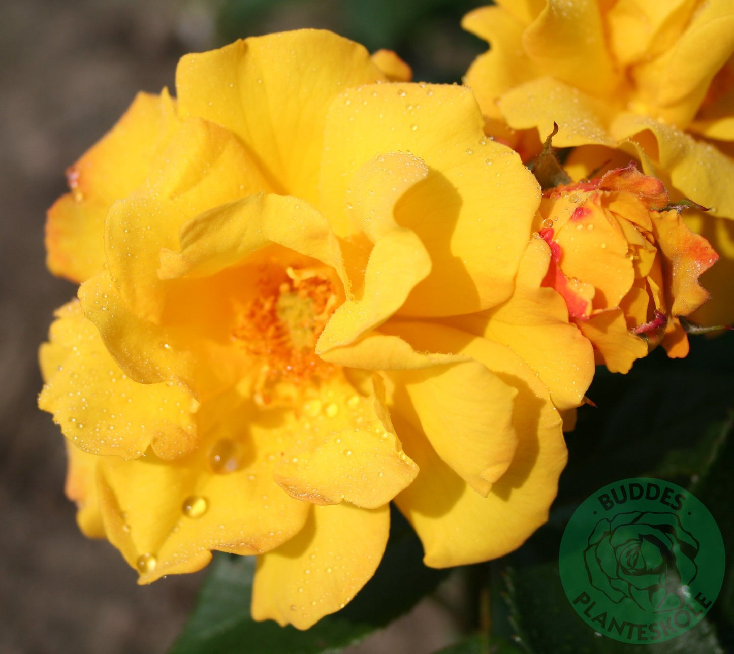 Rosa Goldmarie