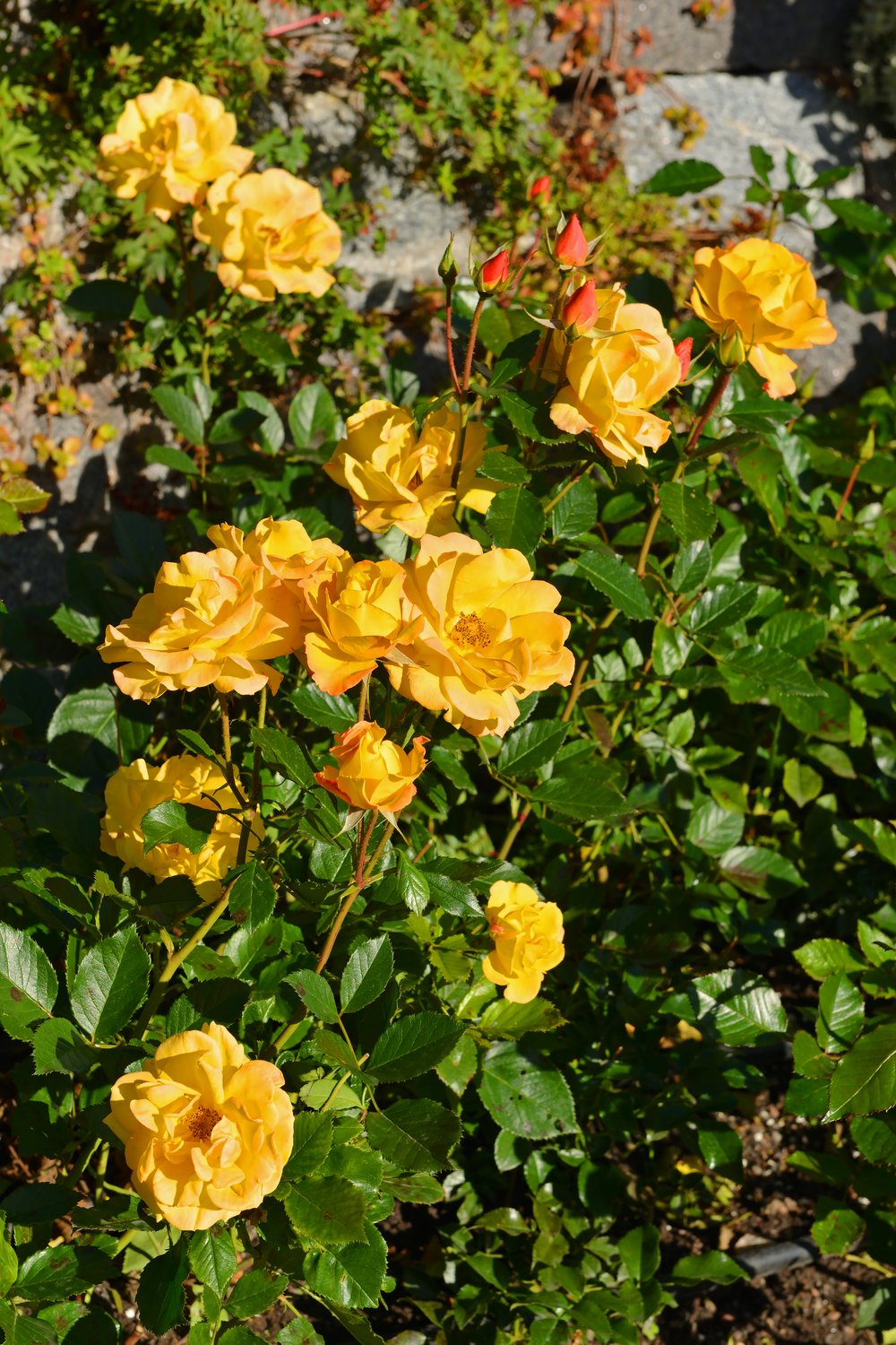 Rosa Goldmarie