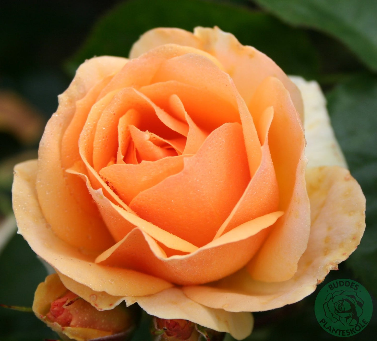 Rosa Hansestadt Rostock