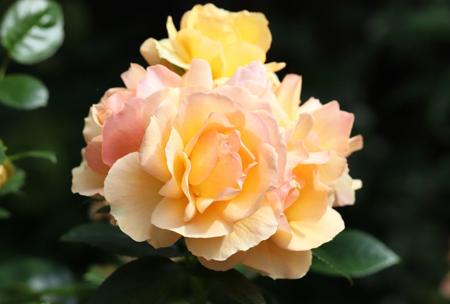 Rosa Hansestadt Rostock