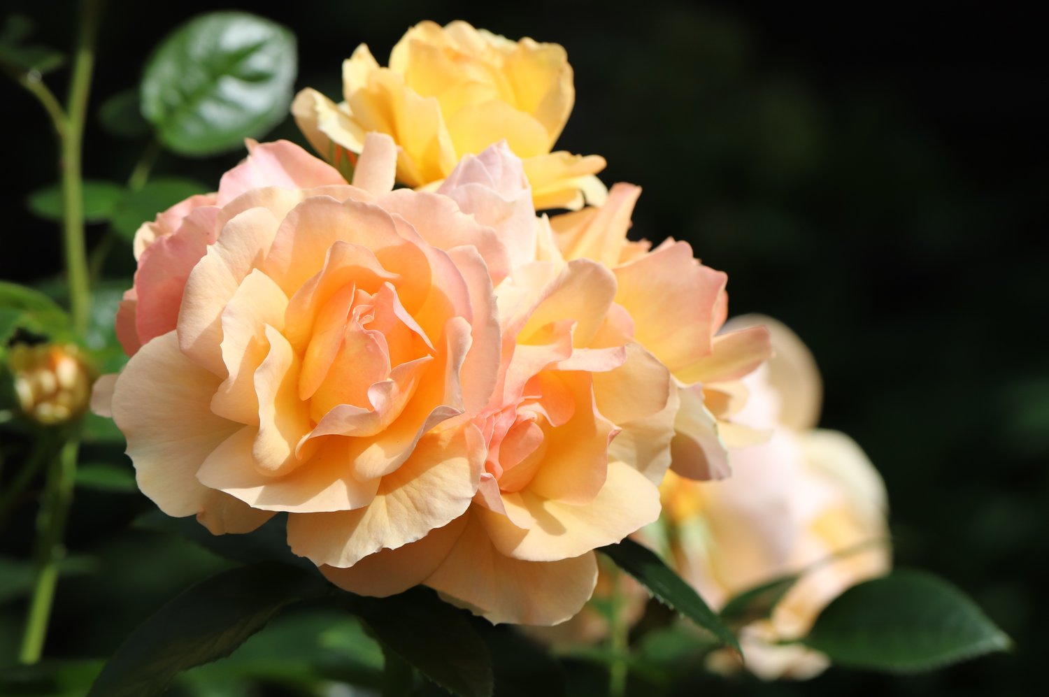 Rosa Hansestadt Rostock
