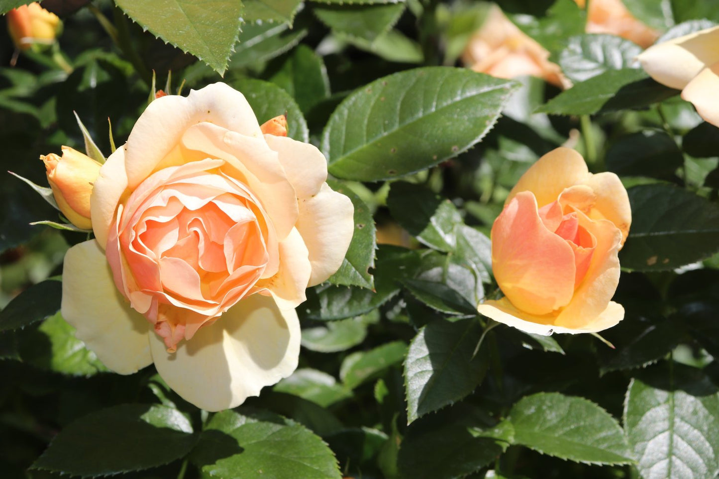 Rosa Hansestadt Rostock