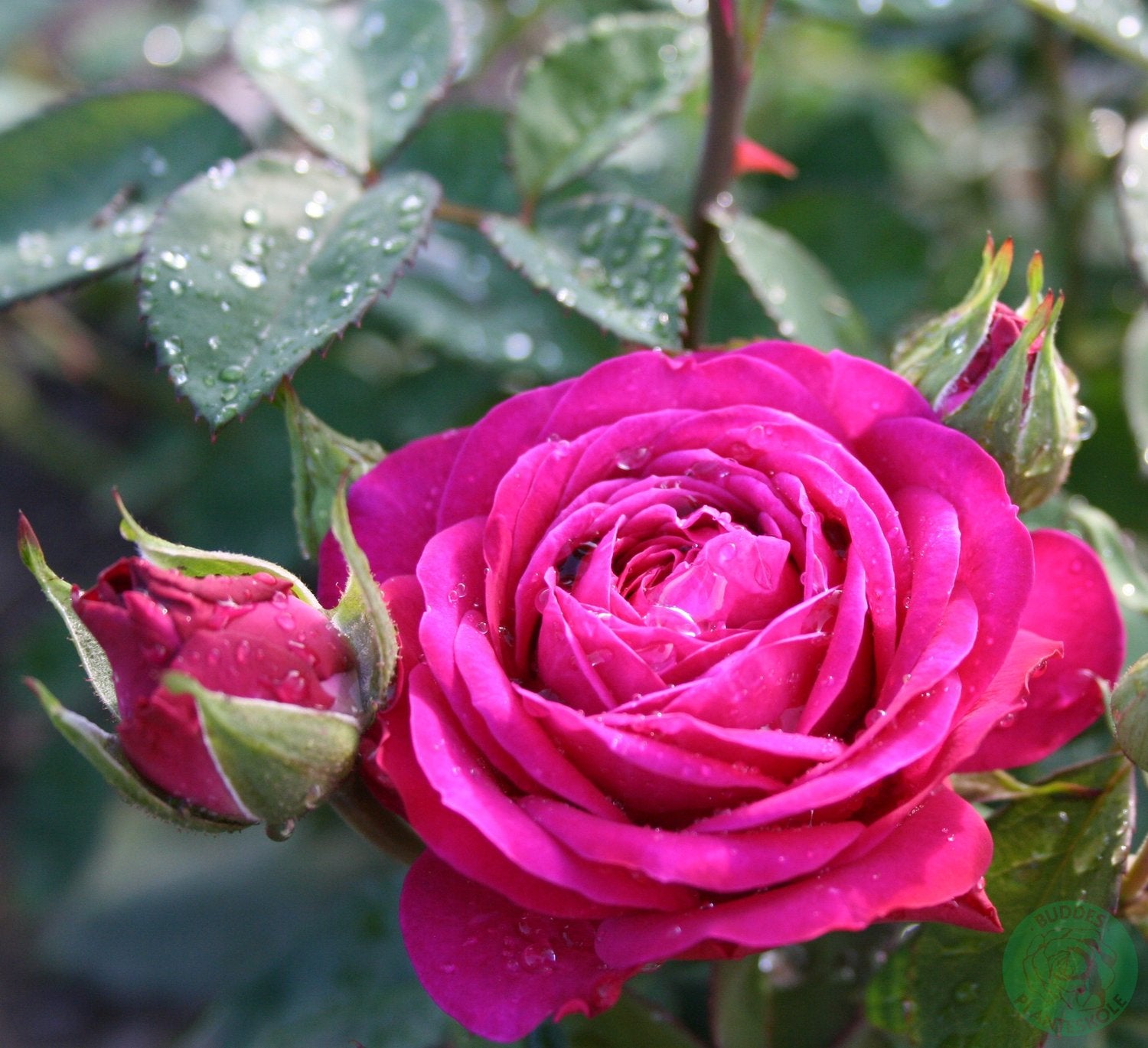 Rosa Heidi Klum Rose