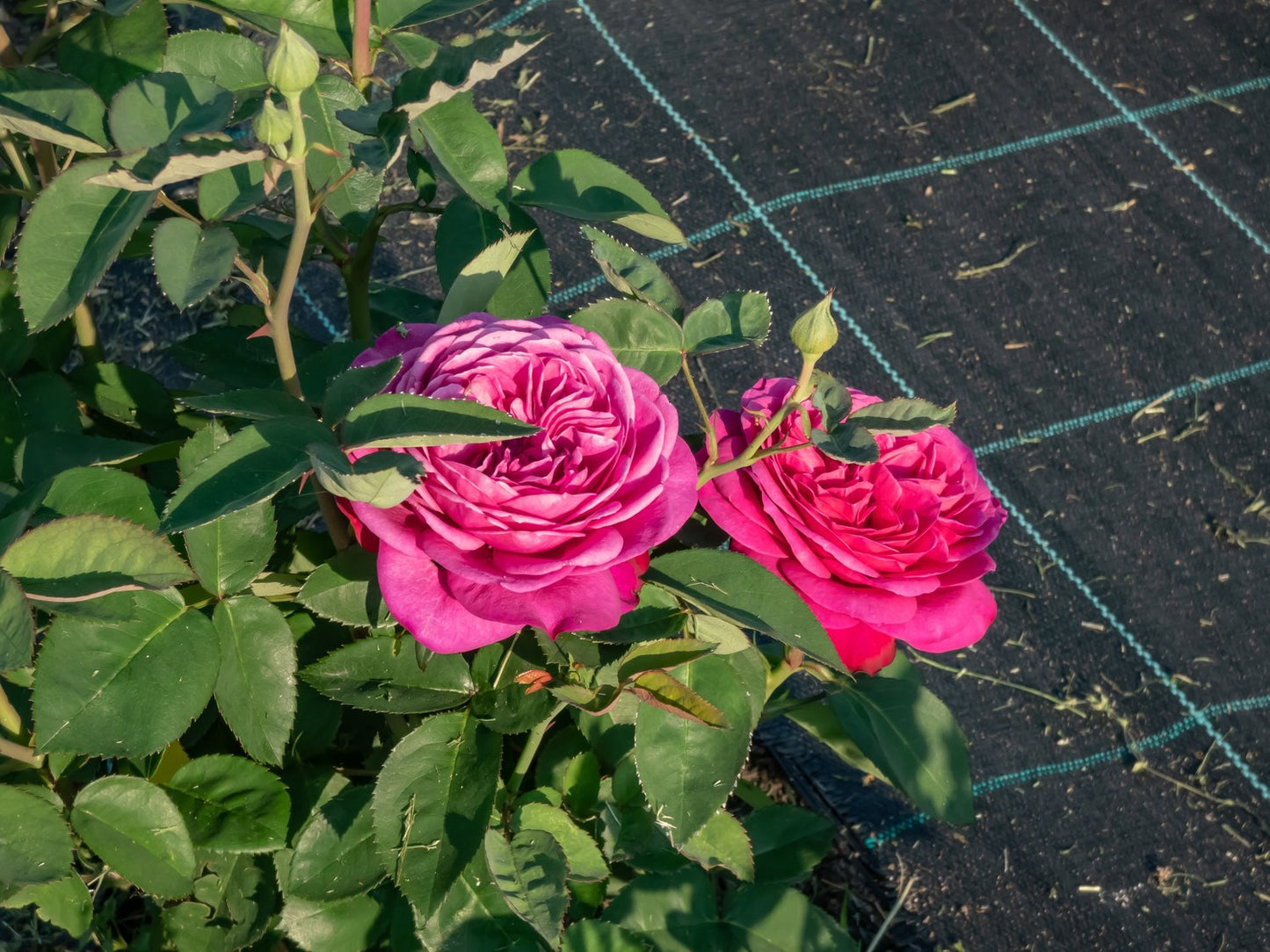 Rosa Heidi Klum Rose