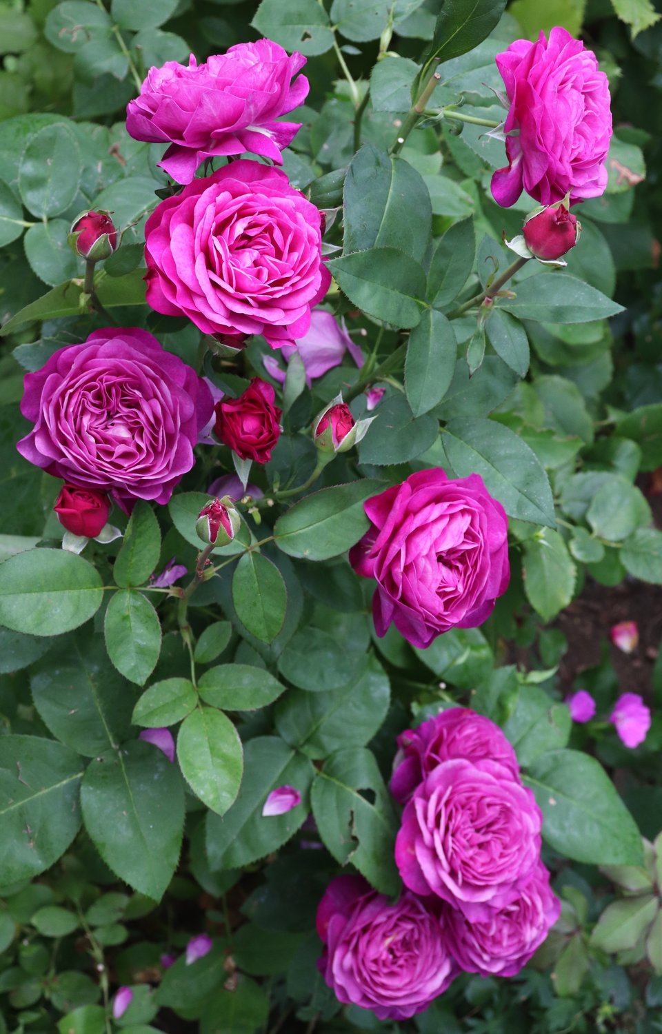 Rosa Heidi Klum Rose