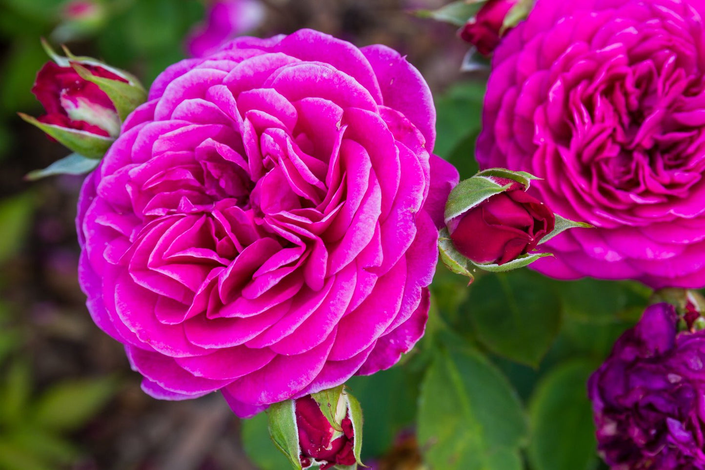 Rosa Heidi Klum Rose