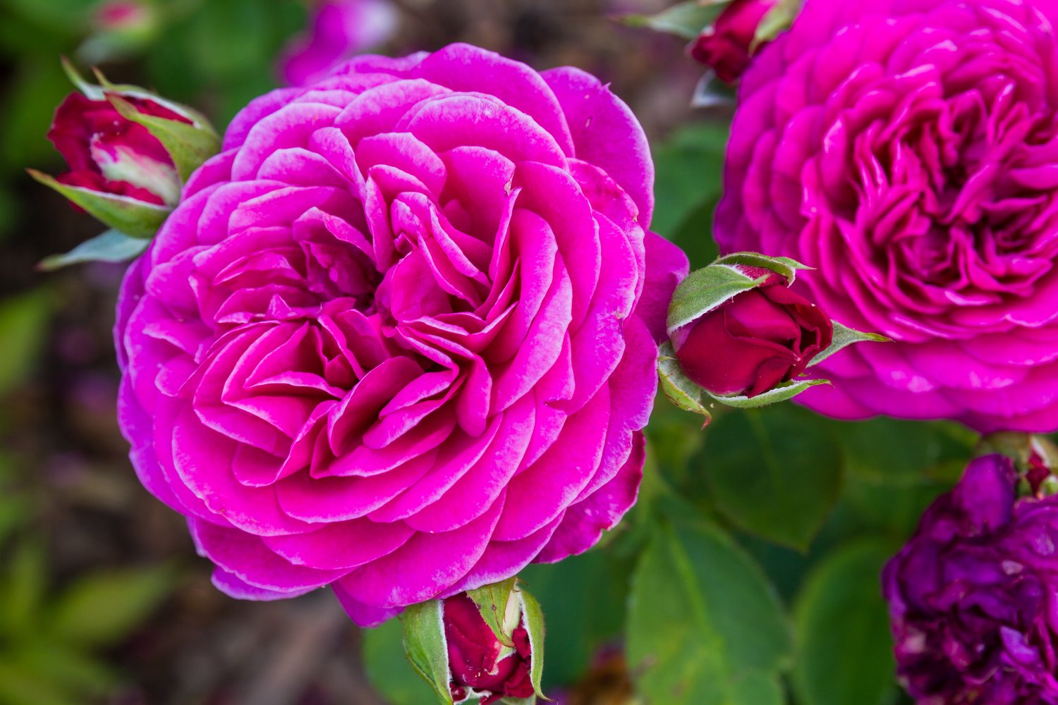 Rosa Heidi Klum Rose