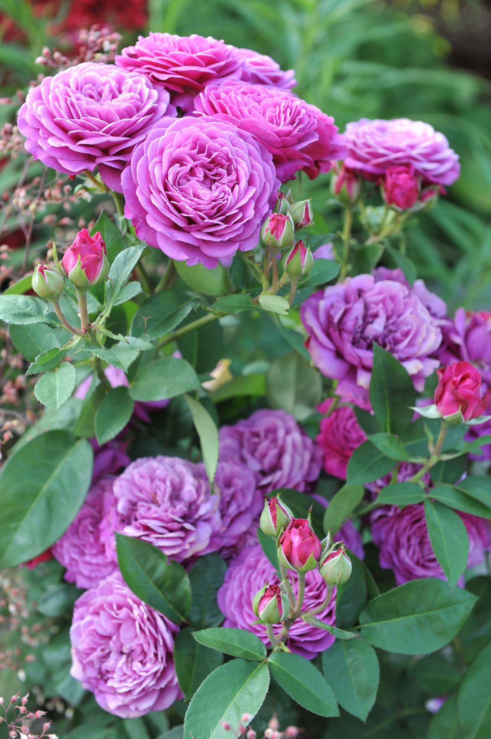 Rosa Heidi Klum Rose
