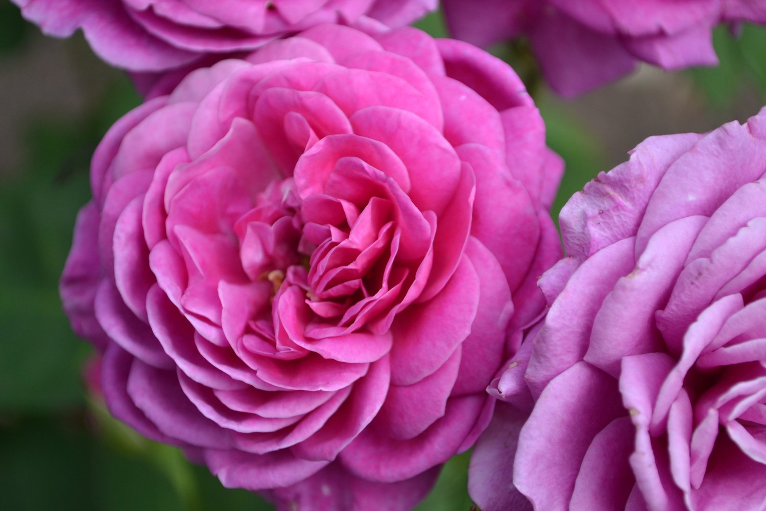 Rosa Heidi Klum Rose