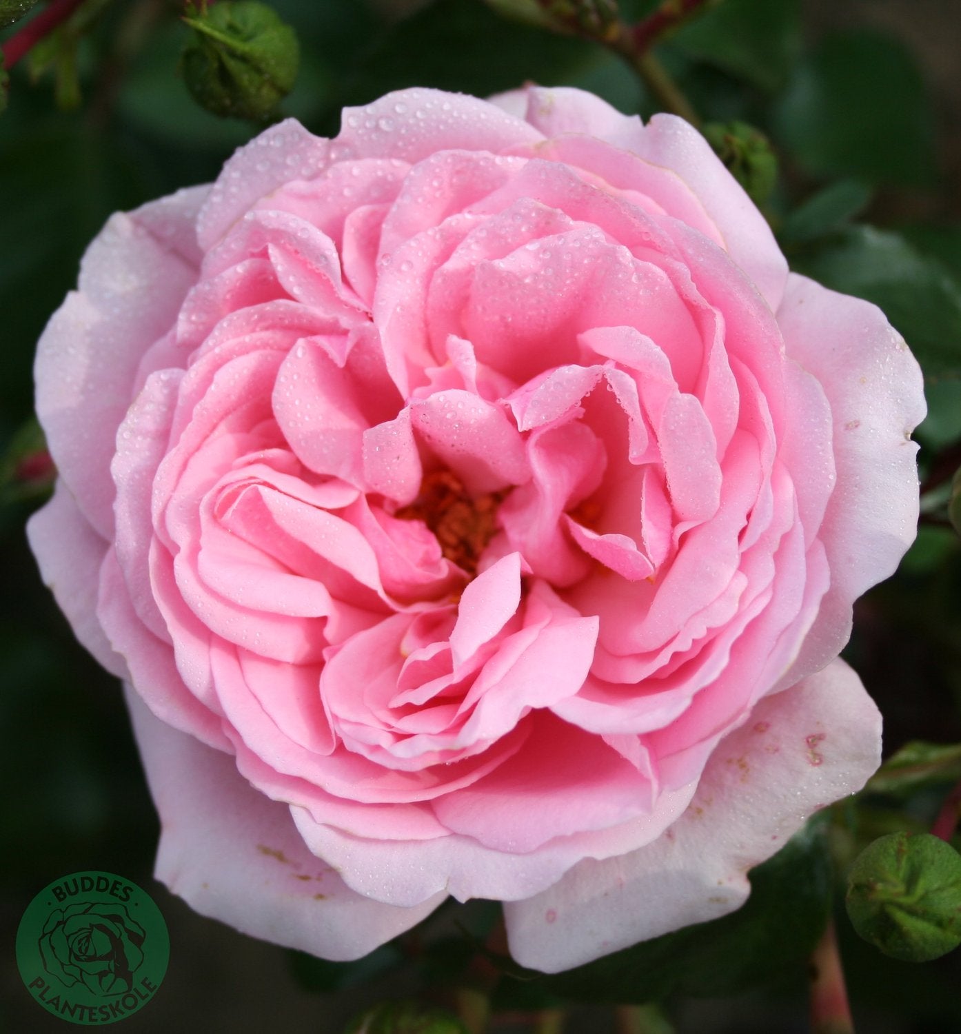 Rosa Home & Garden