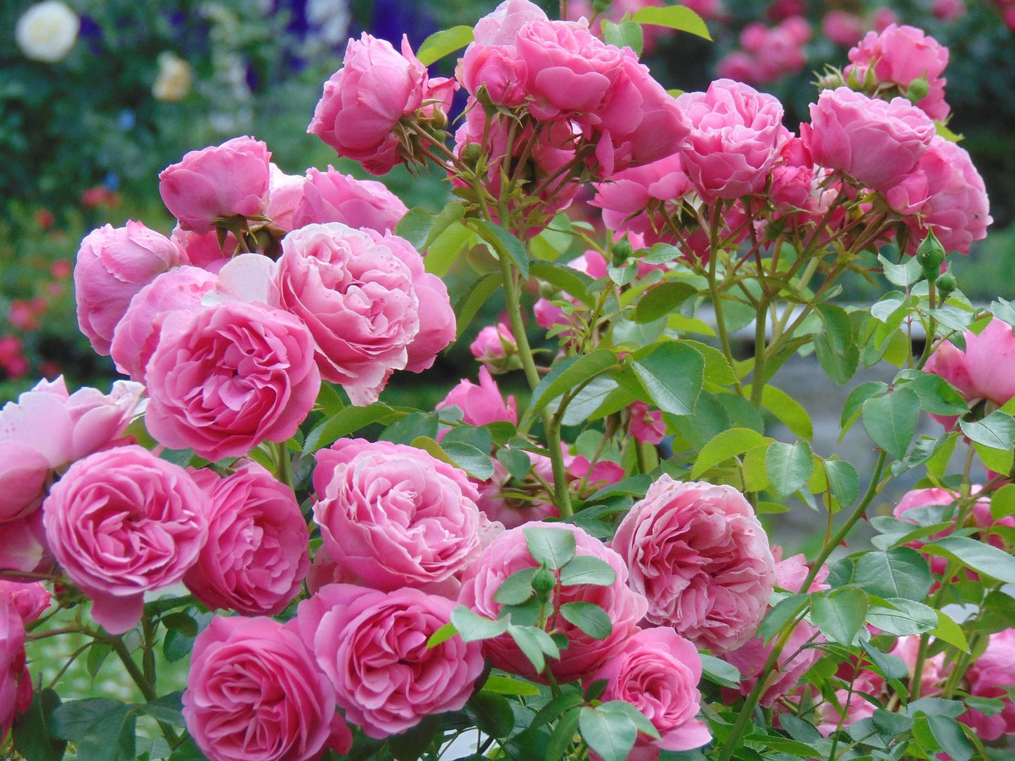 Rosa Home & Garden