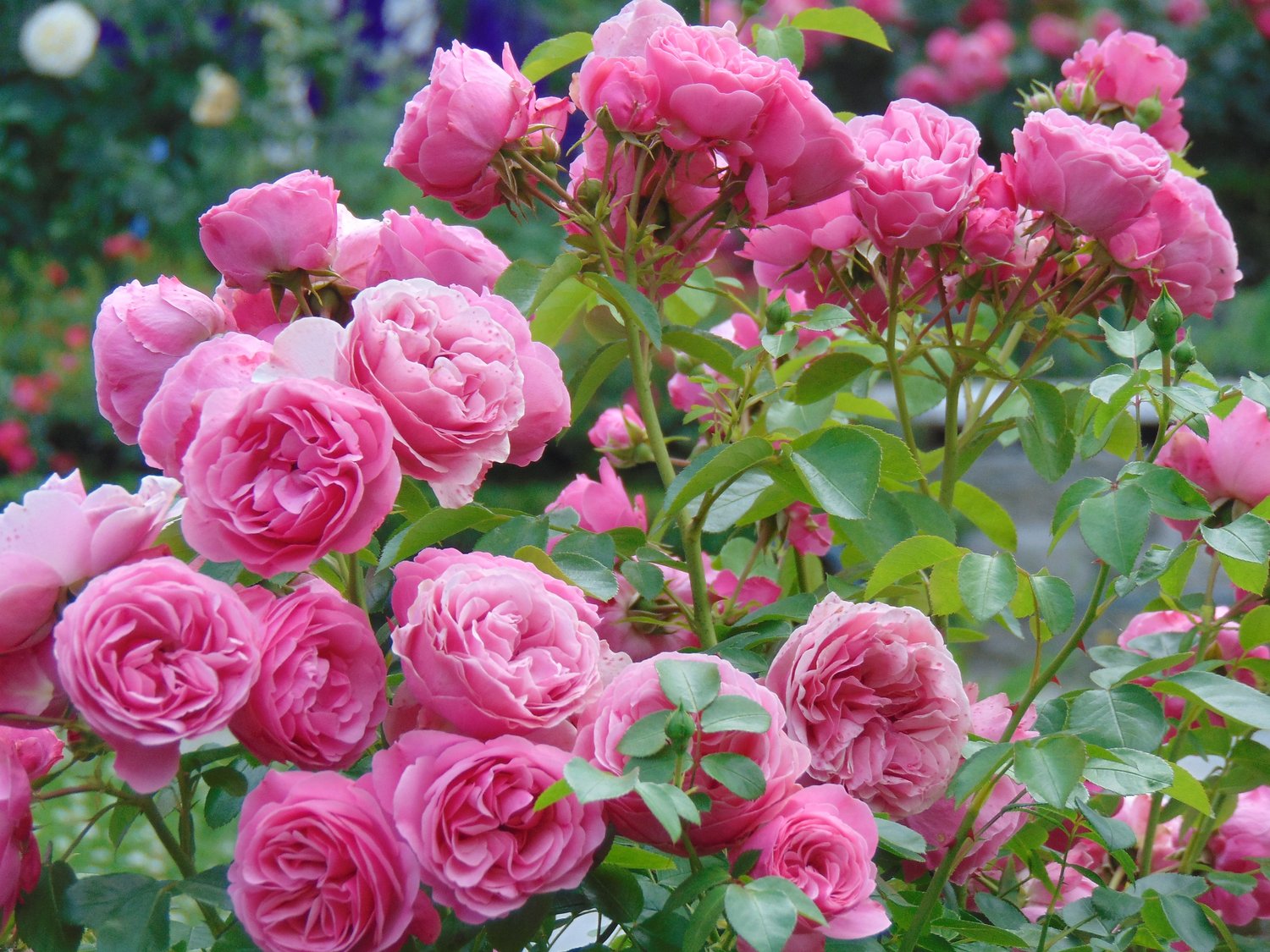 Rosa Home & Garden