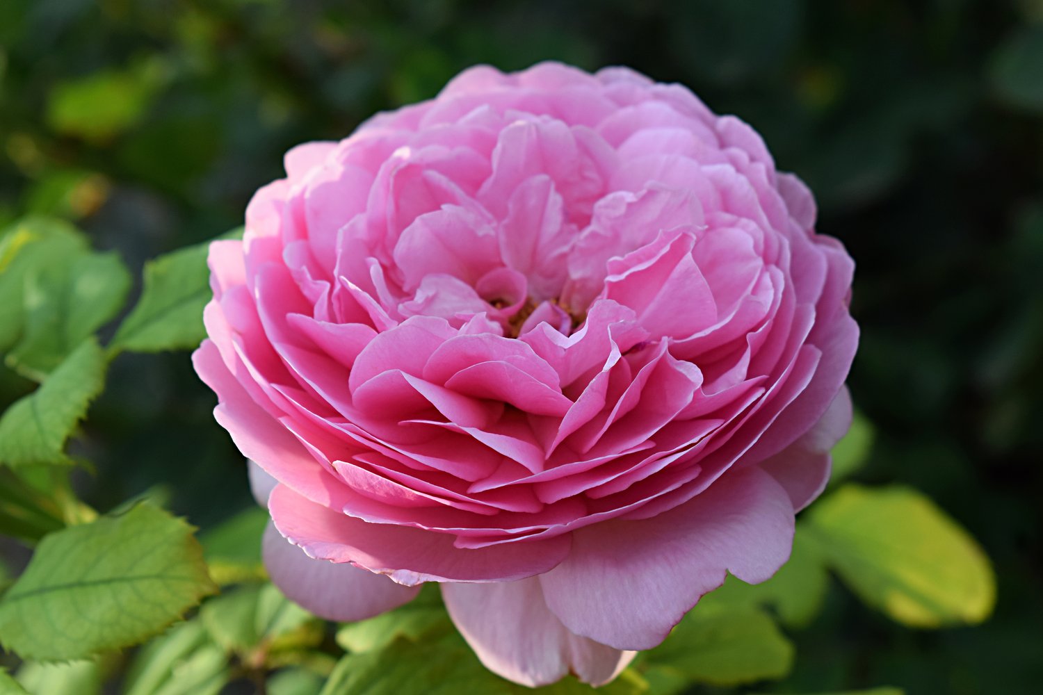 Rosa Home & Garden