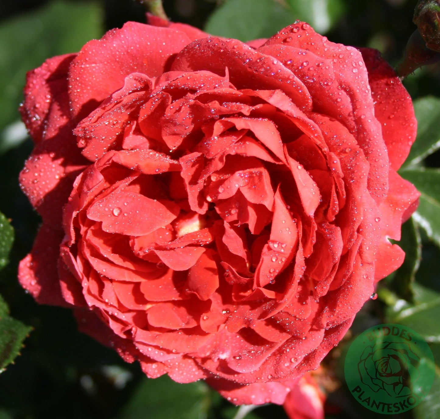 Rosa Hot Chocolate