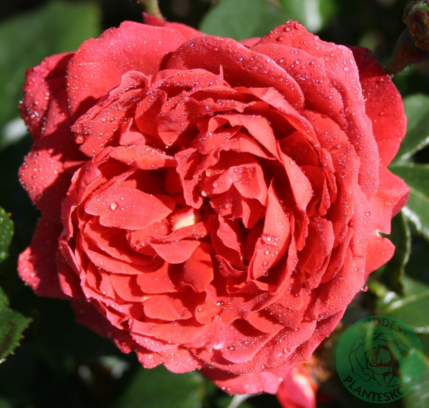 Rosa Hot Chocolate