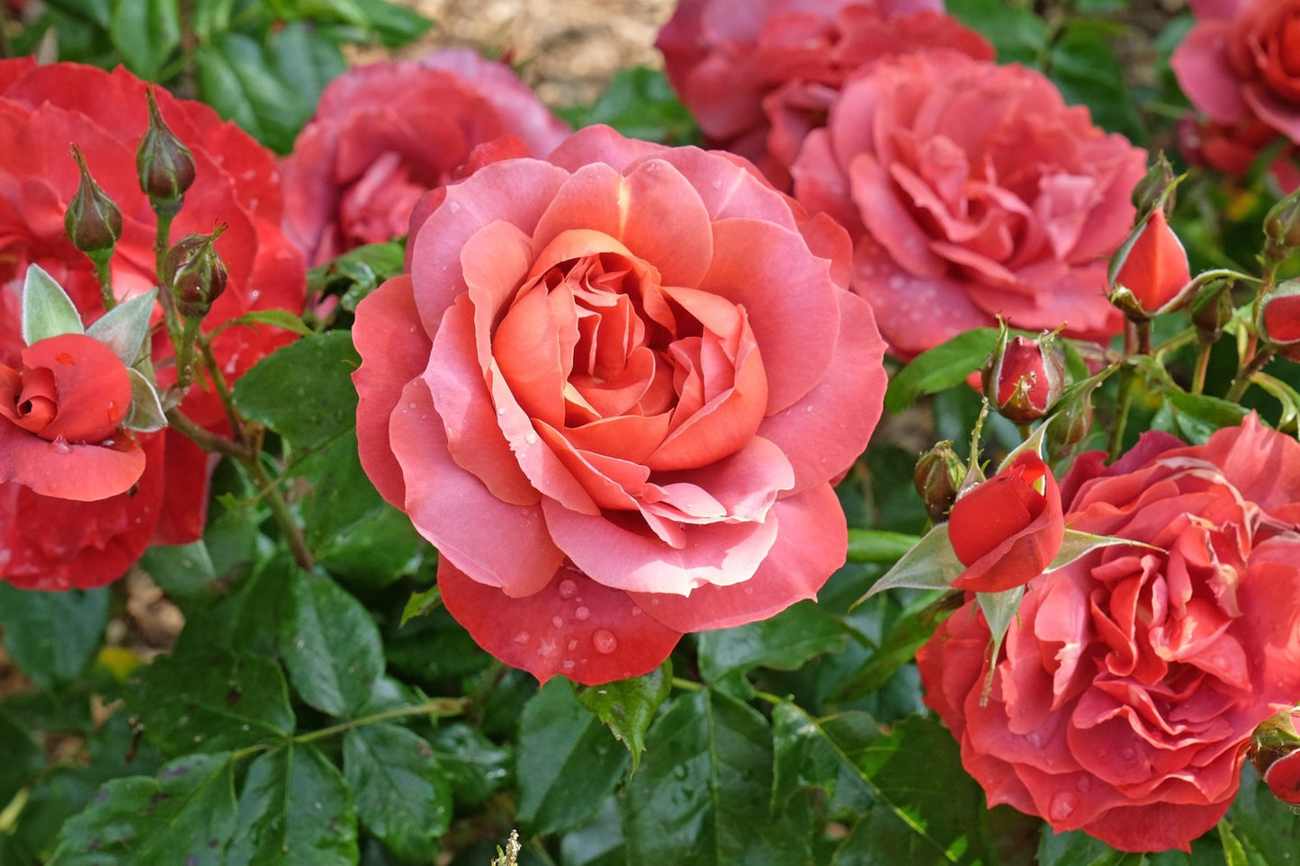 Rosa Hot Chocolate