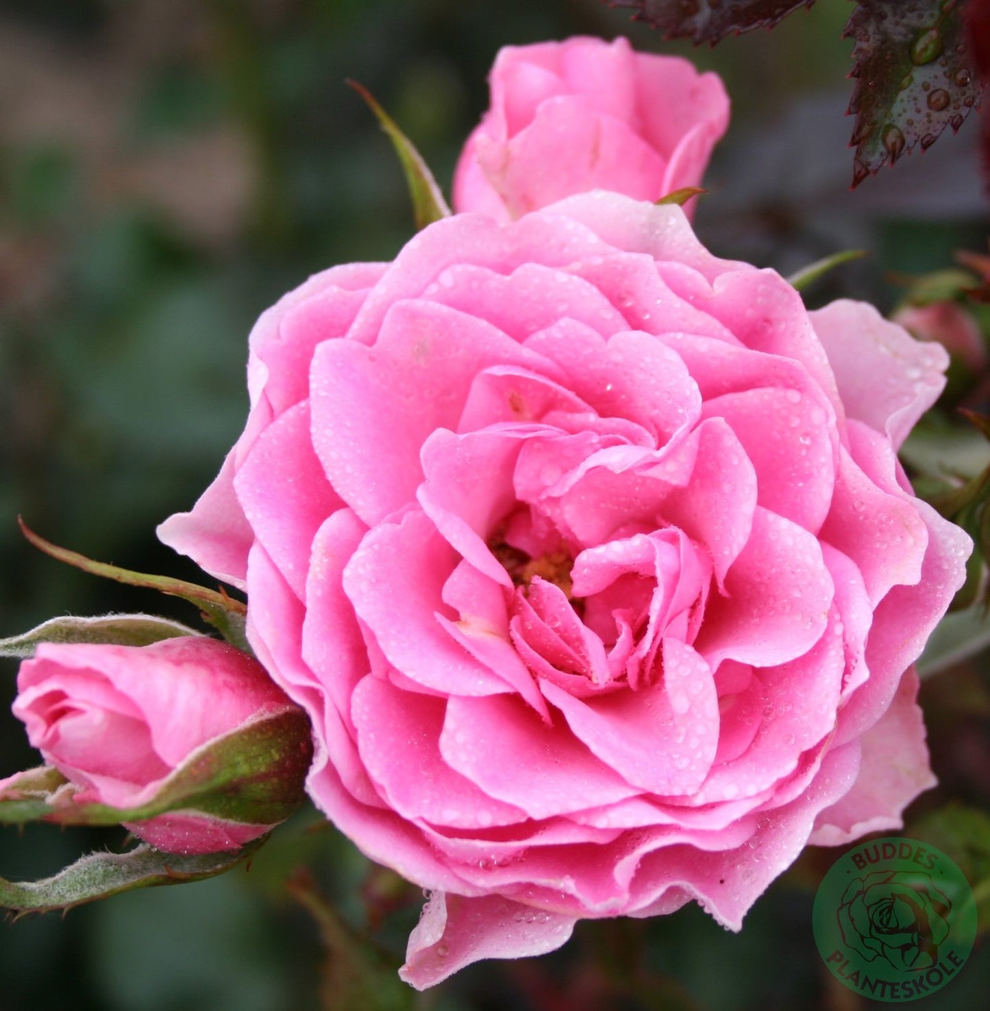 Rosa I Am Grateful