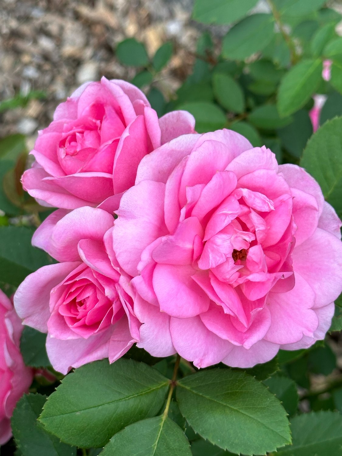 Rosa I Am Grateful