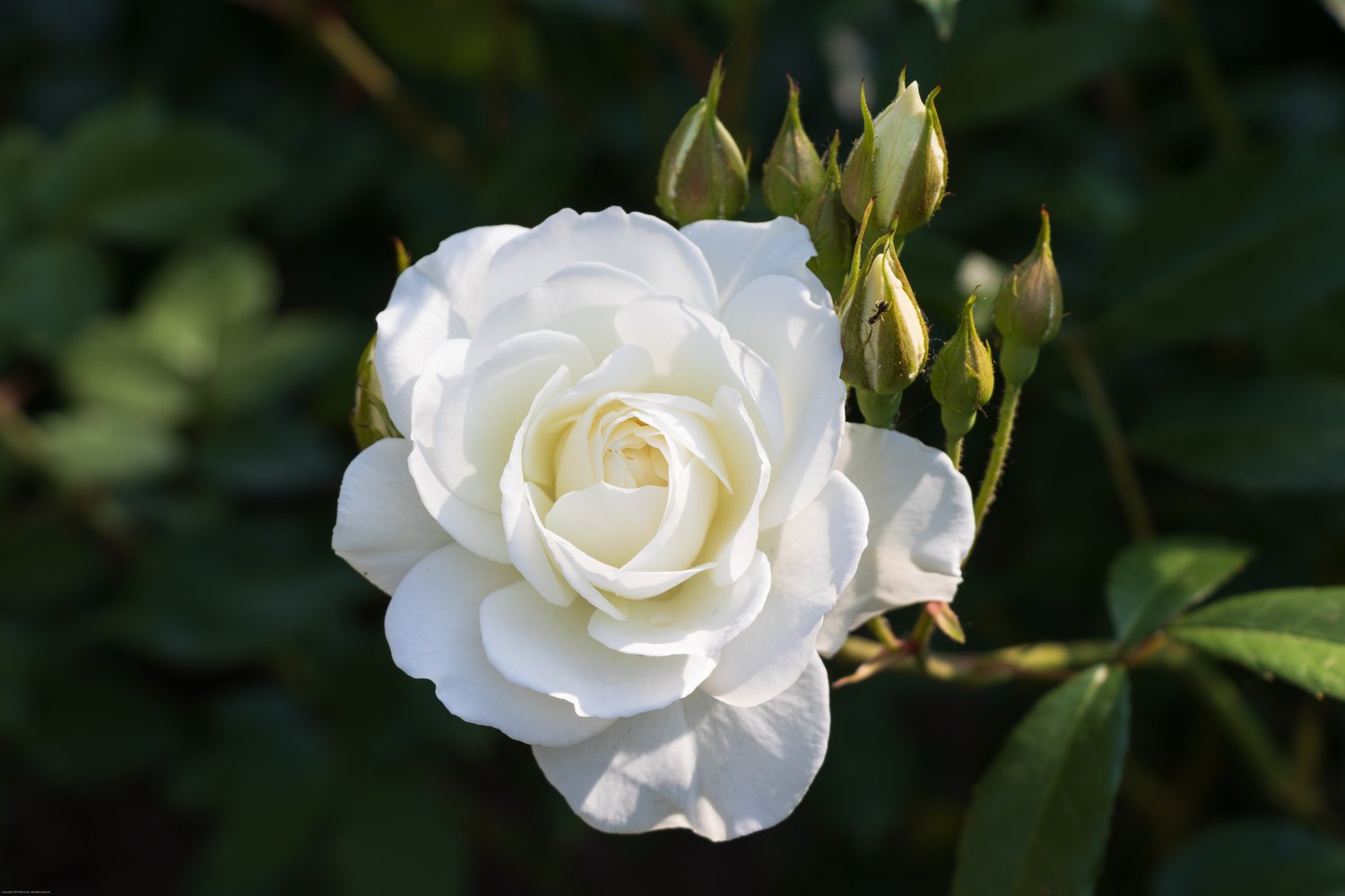 Rosa Gråsten