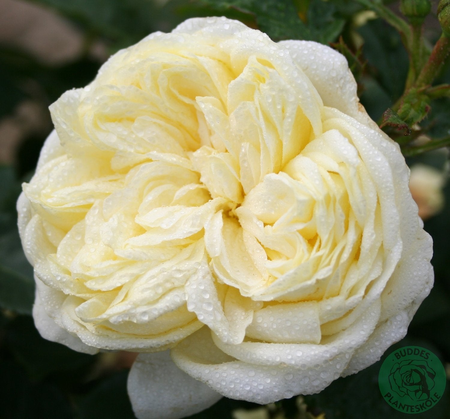 Rosa Kronprinsesse Mary