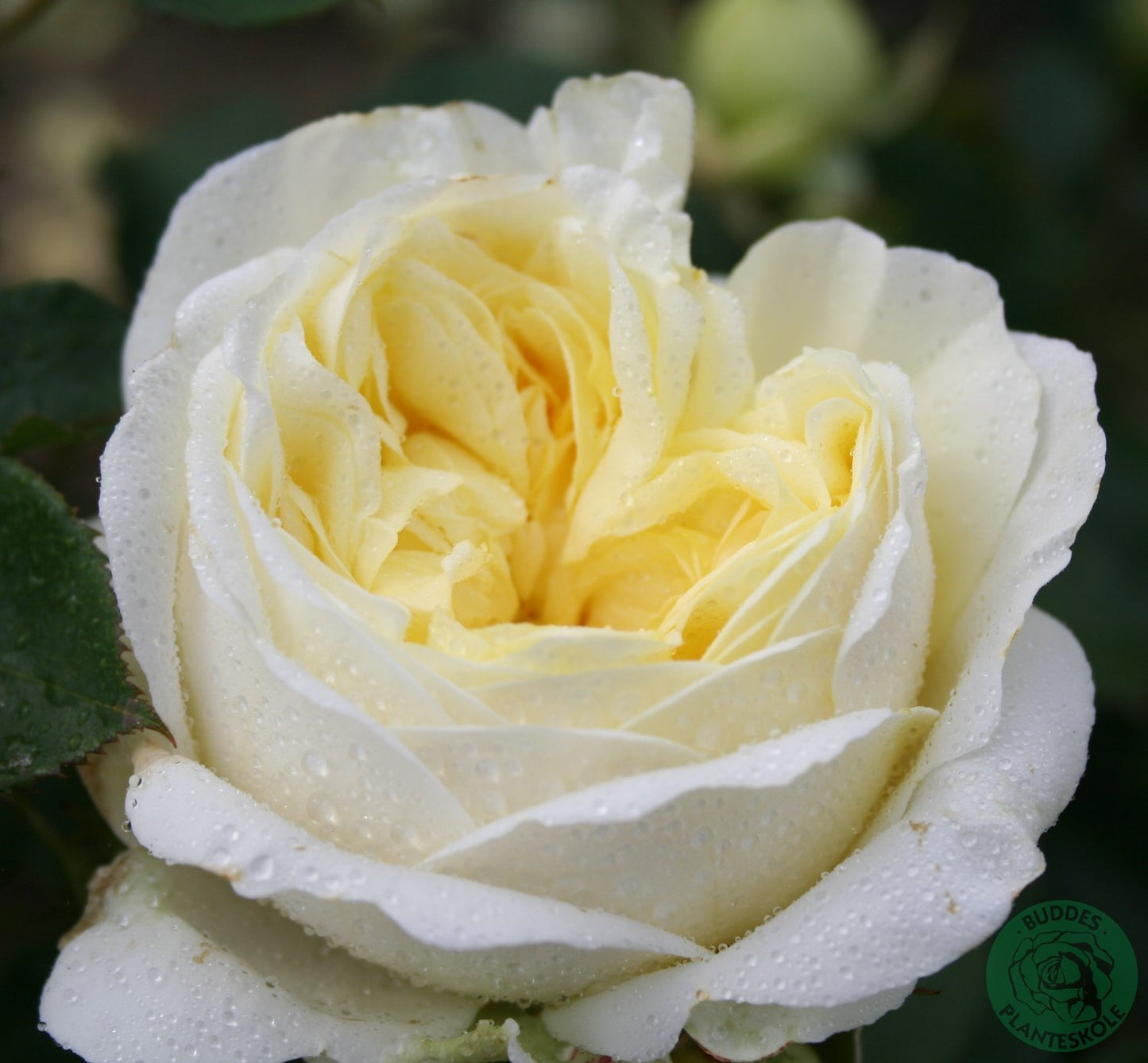 Rosa Kronprinsesse Mary