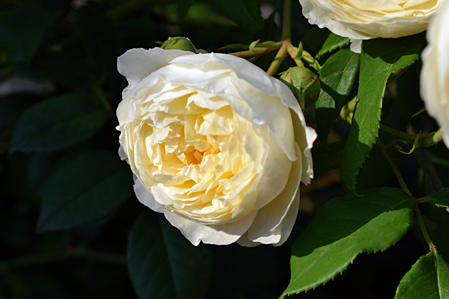 Rosa Kronprinsesse Mary