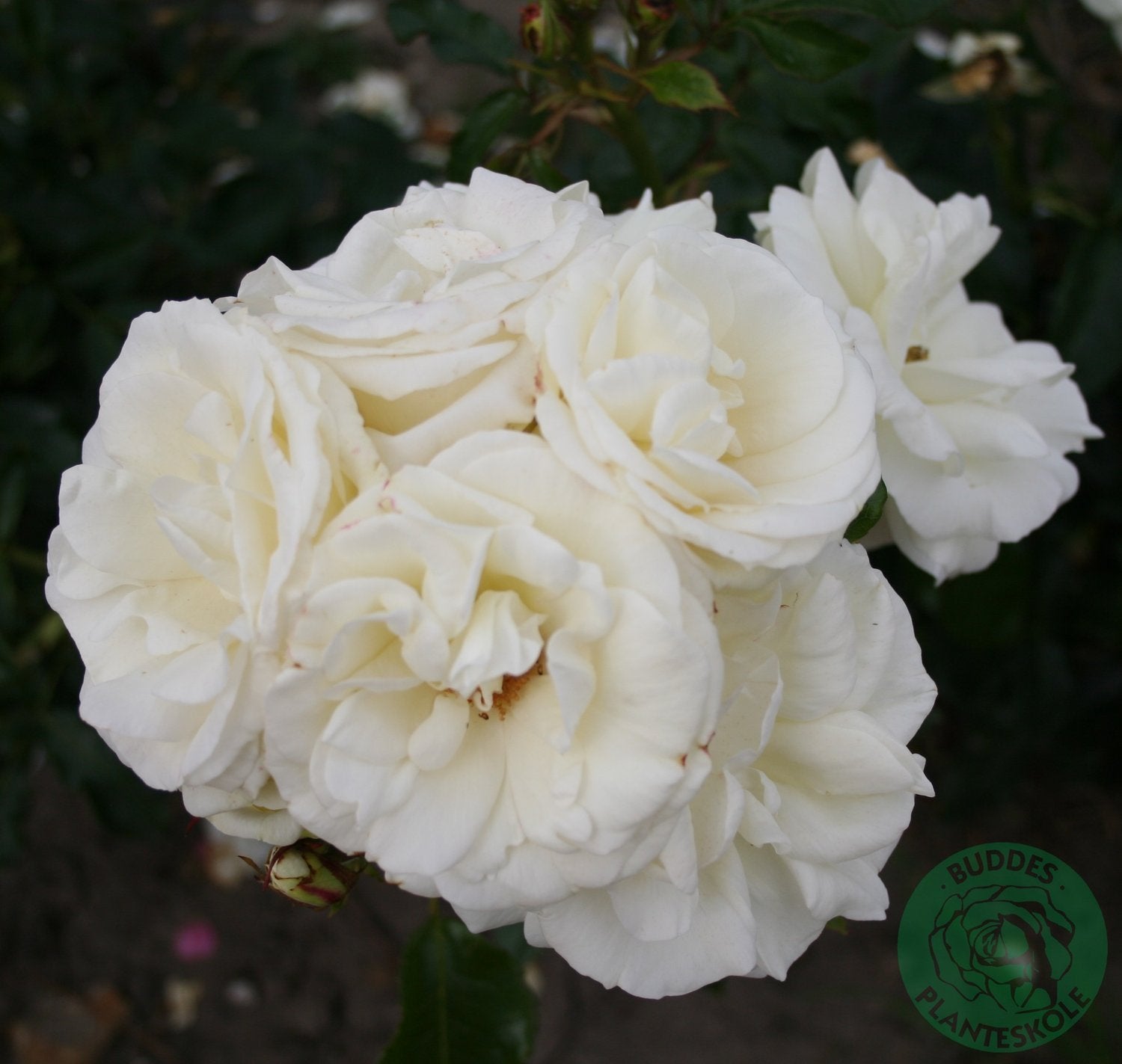 Rosa 'La Paloma'