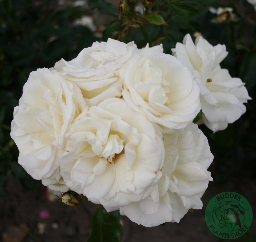 Rosa 'La Paloma'