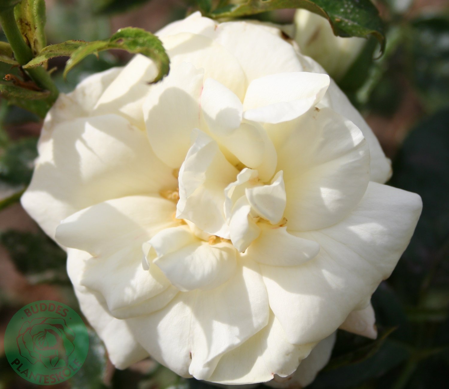 Rosa 'La Paloma'