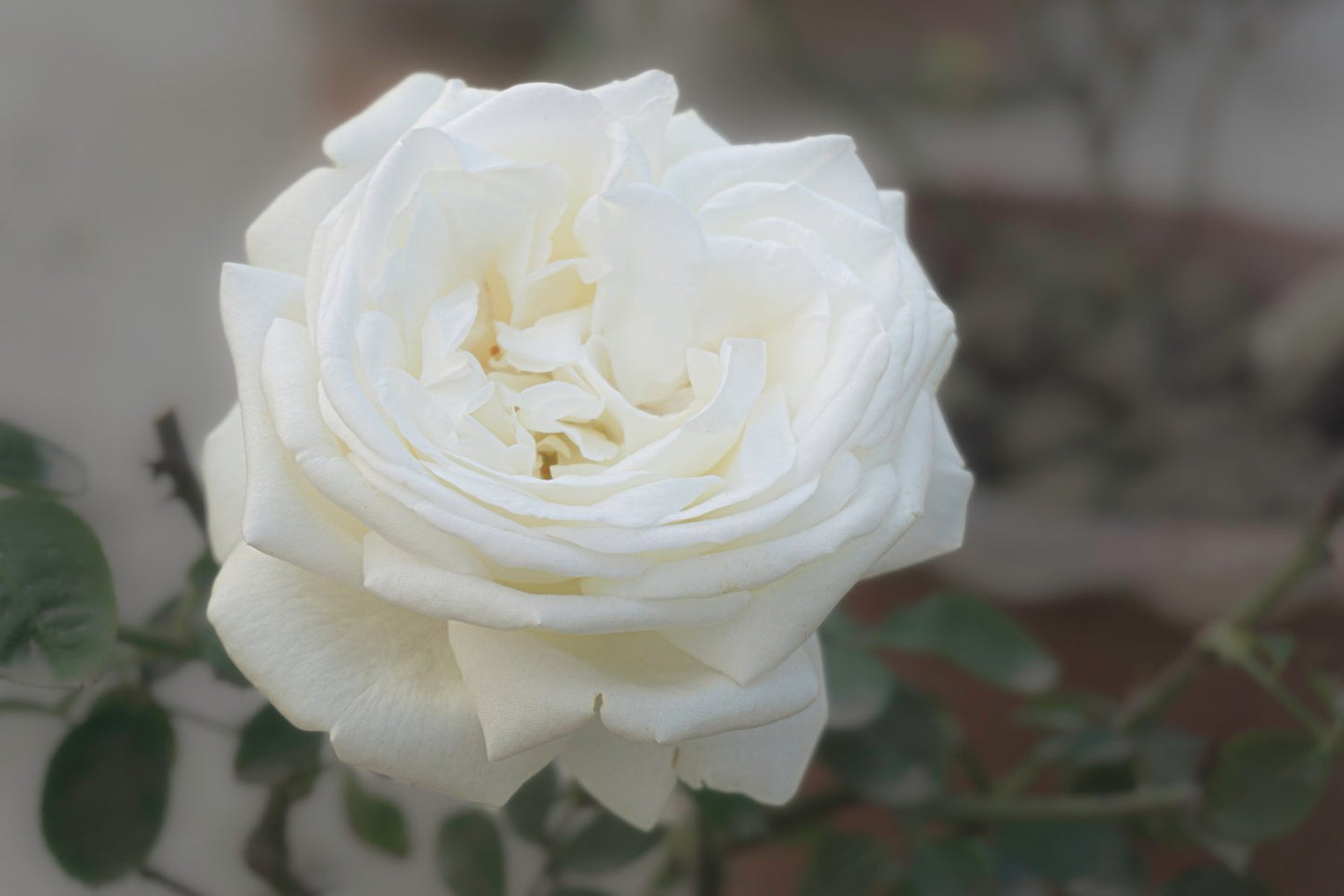 Rosa 'La Paloma'