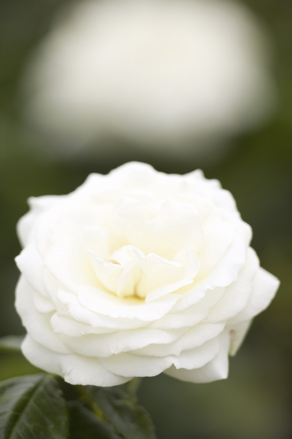 Rosa 'La Paloma'