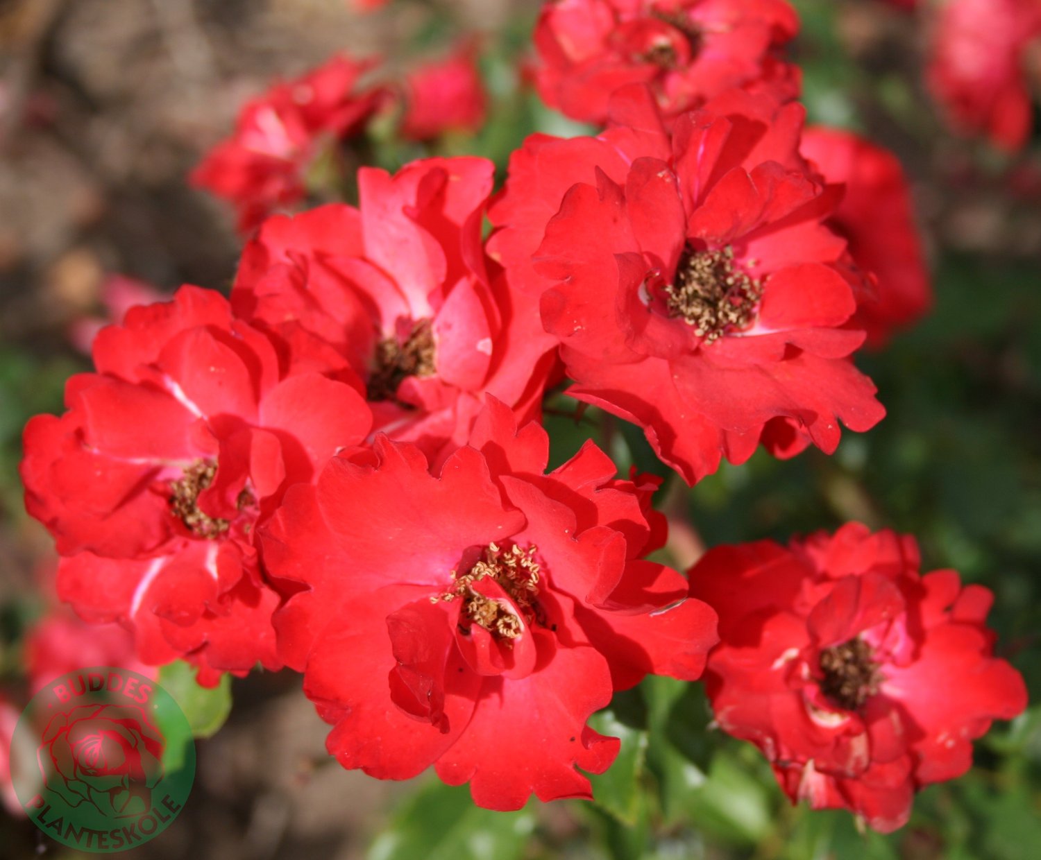 Rosa LA SEVILLANA