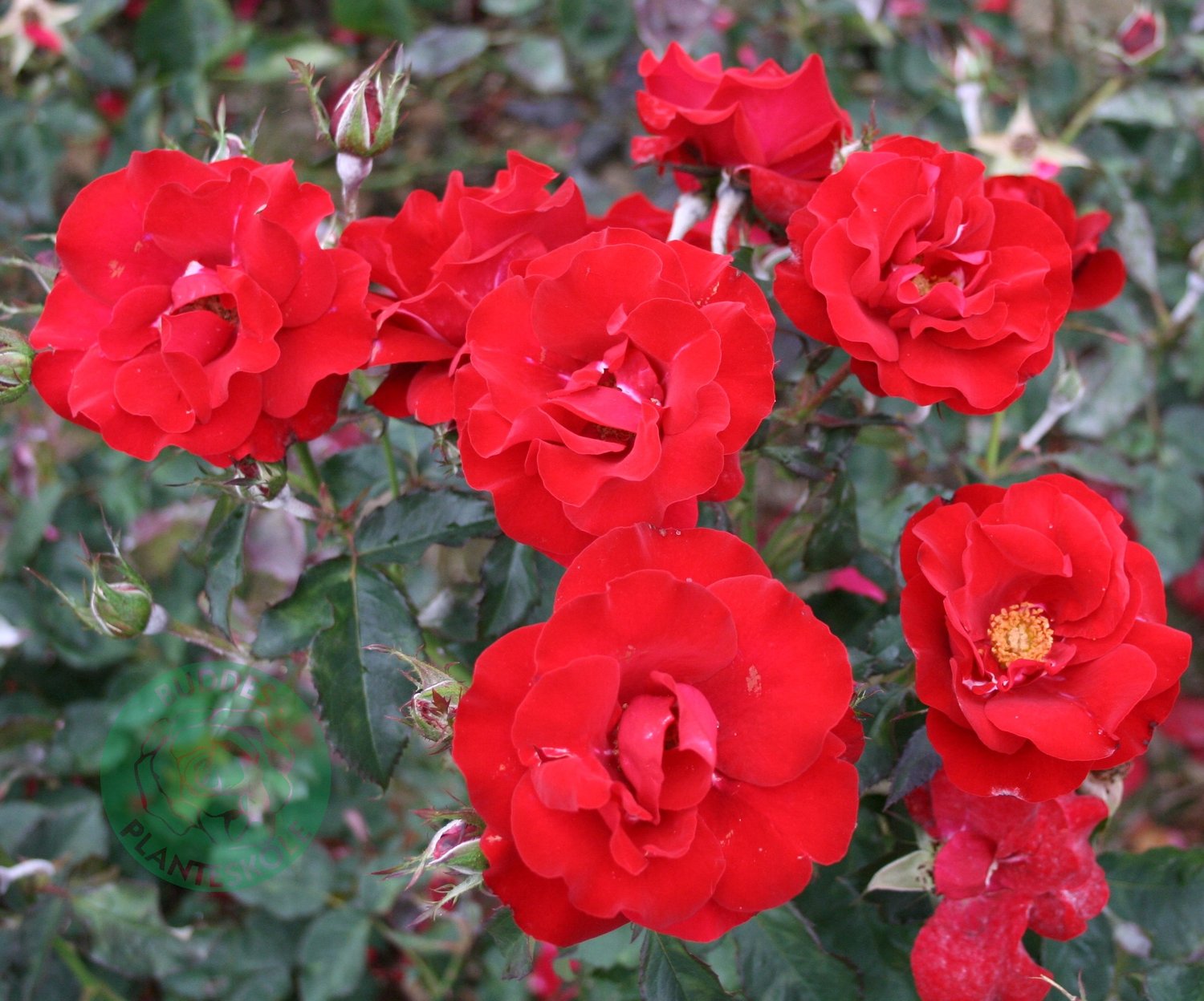 Rosa H. C. Andersen