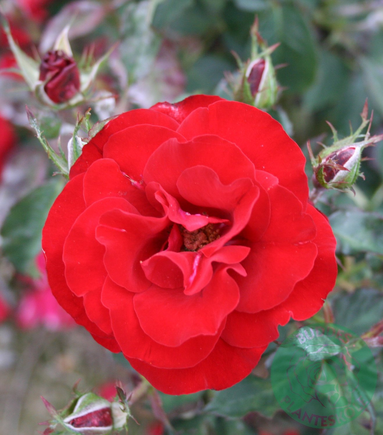 Rosa H. C. Andersen
