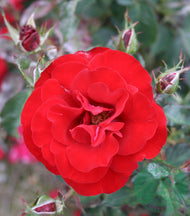 Rosa H. C. Andersen