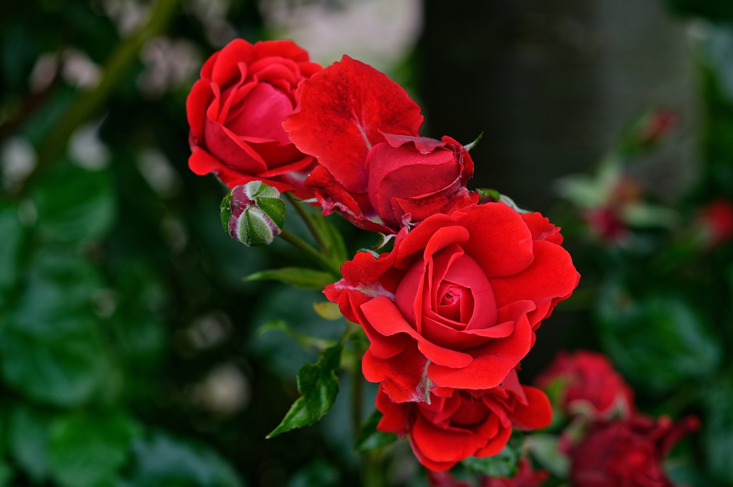 Rosa H. C. Andersen