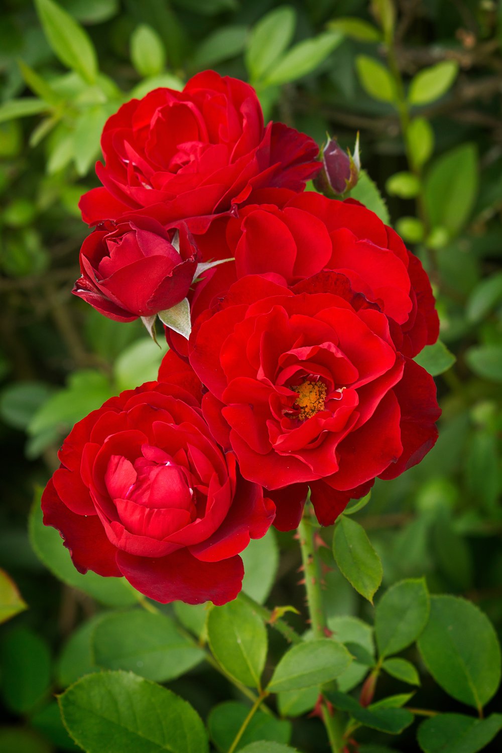 Rosa H. C. Andersen