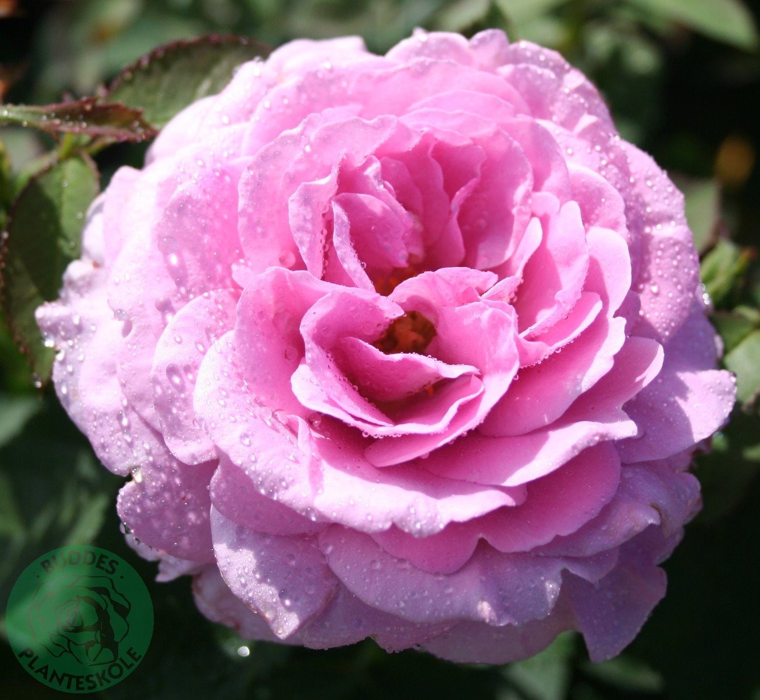 Rosa Lavender Ice